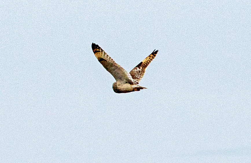 Short Eared Owl Caithness 05 May 2024