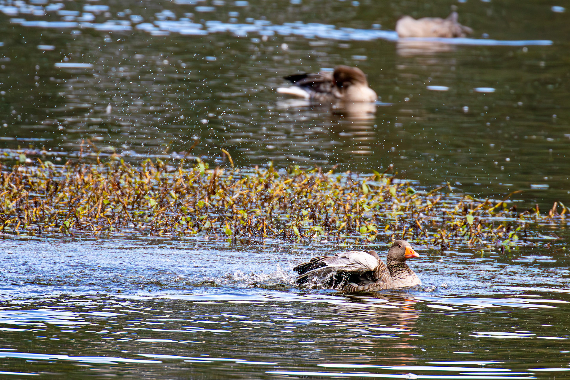 Greylag Geese at Beecraigs 24 September 2024
