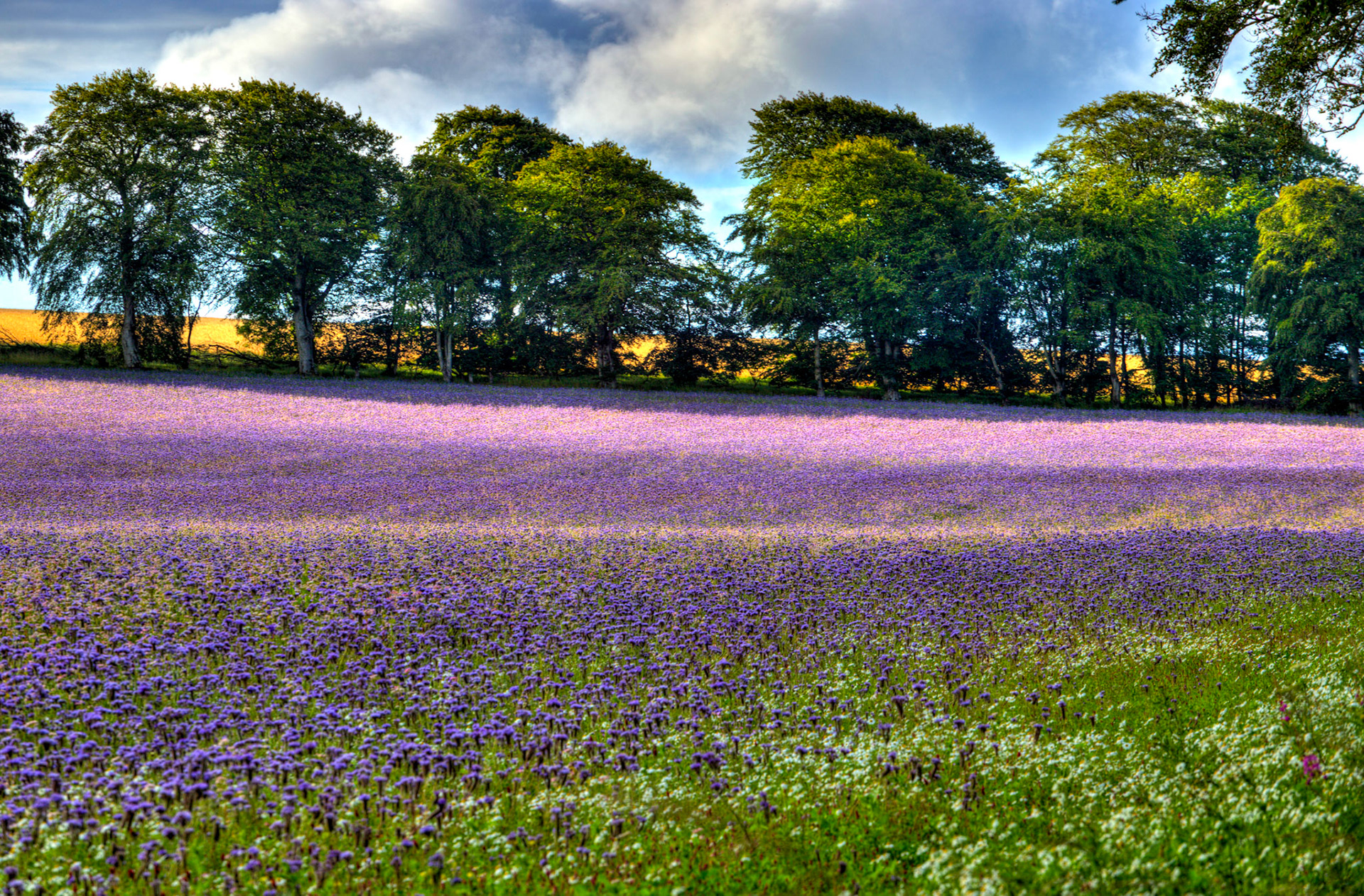 Crops in field at Whiteburn 17 July 2023