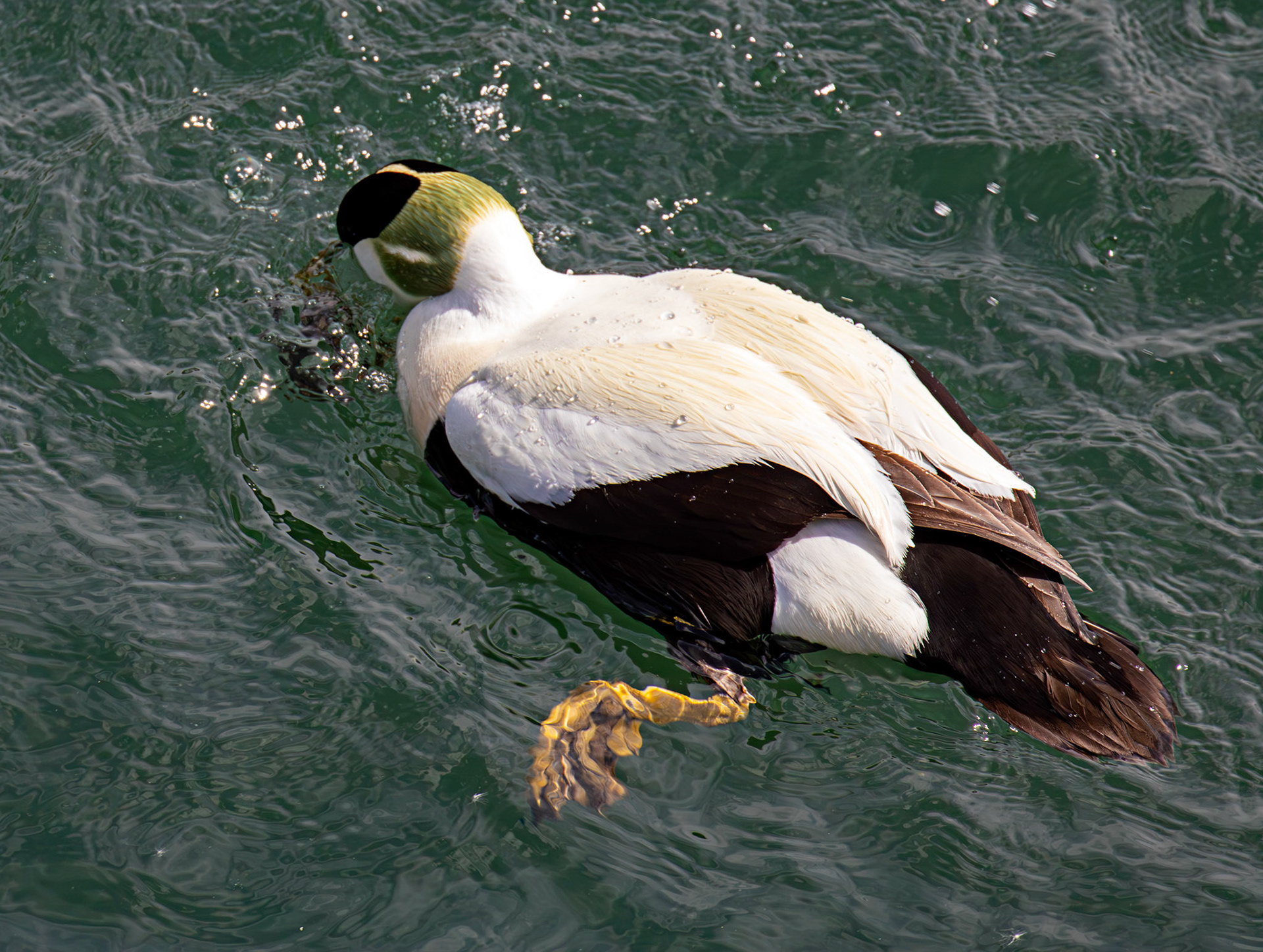Eider eating a crab. Kirkcaldy Harbour 23 May 2026