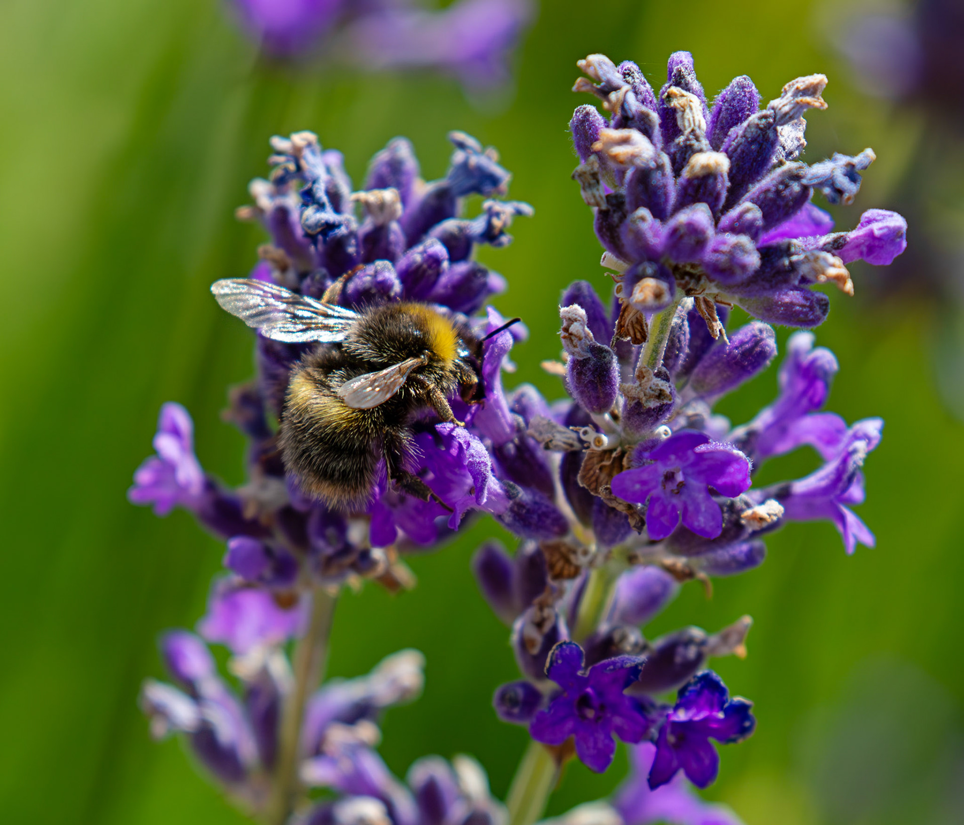 Deans Livingston 08 July 2025