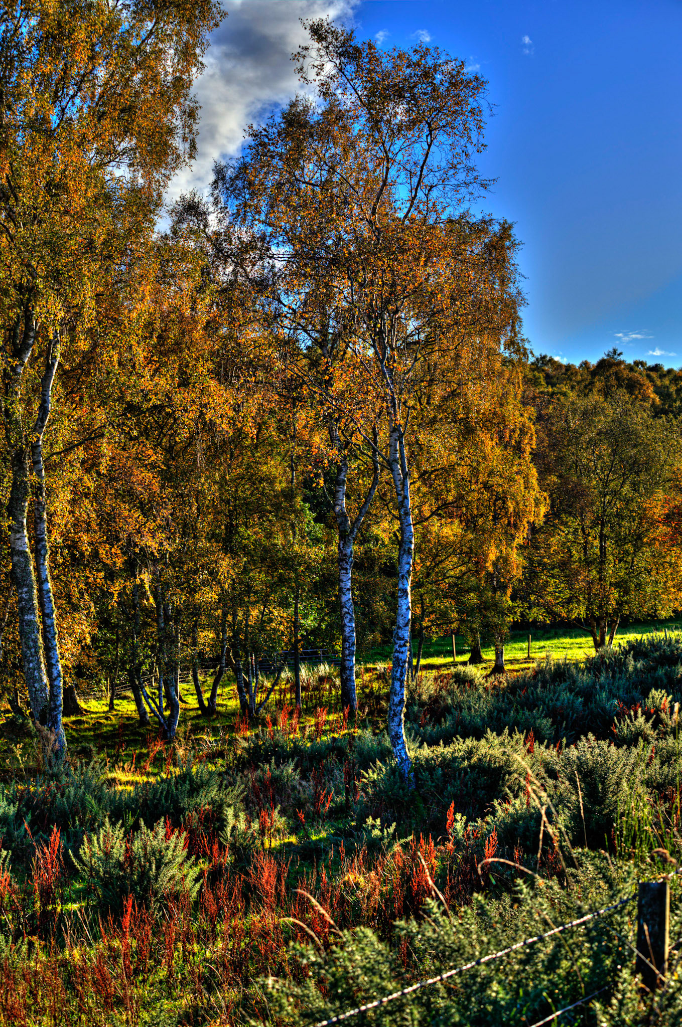 Autumn in Aberdeenshire 14 to 16 October 2022