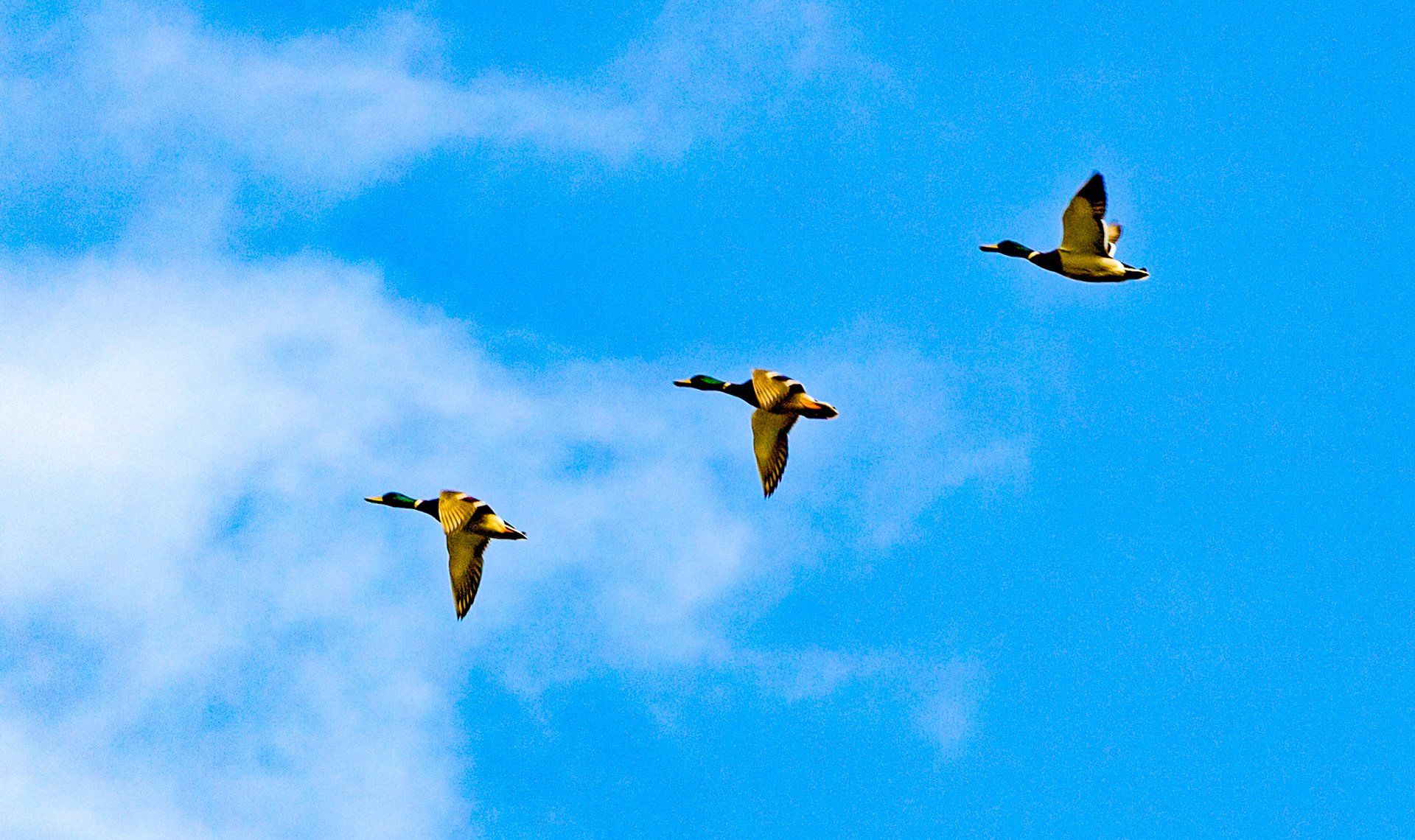 Kirkhill Aberdeen 14 April 2020Please see my other photos at JamesPDeans.co.uk