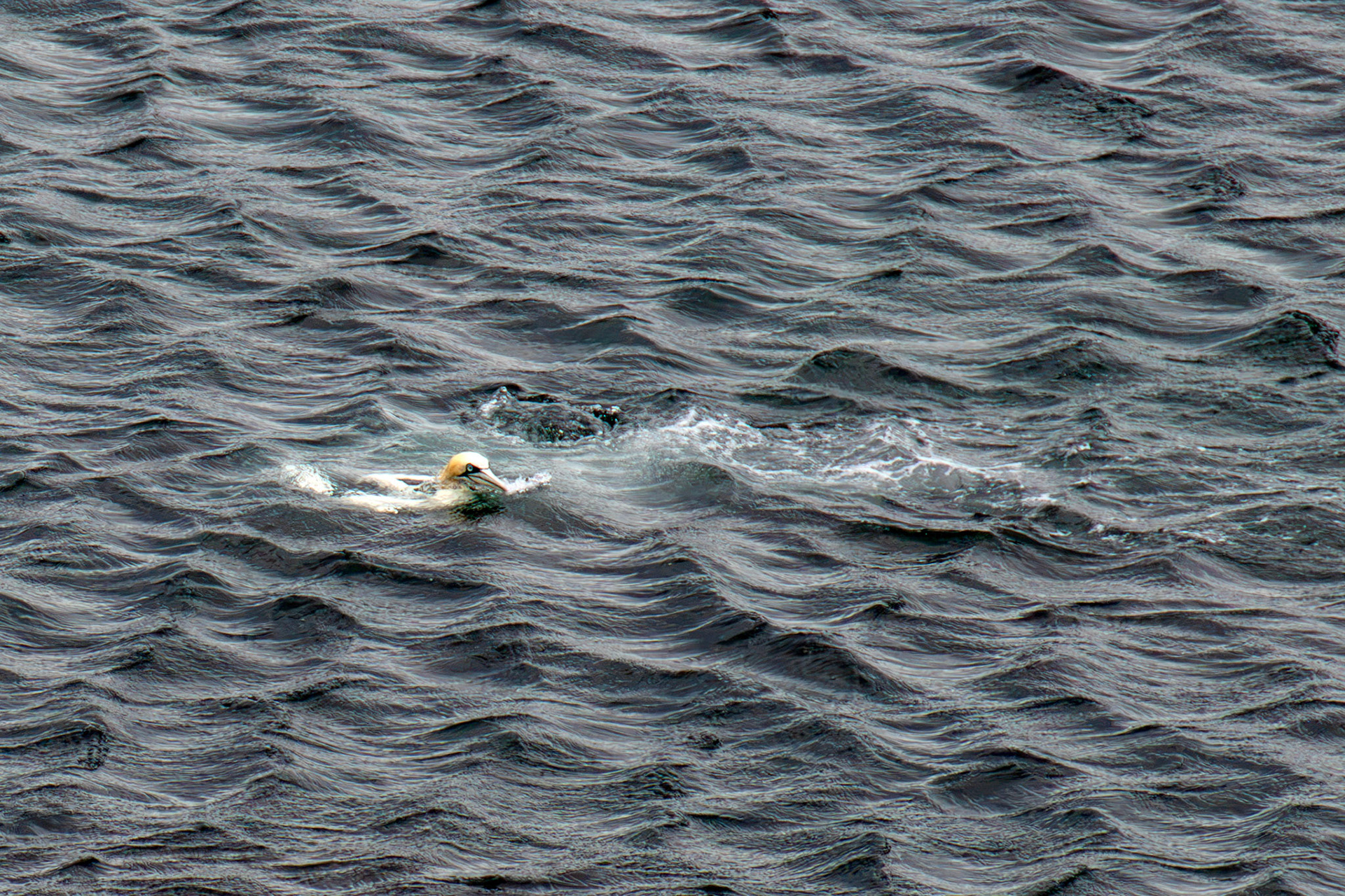 Northern Gannet resurfacing after dive - Tantallon Castle 04 July 2026