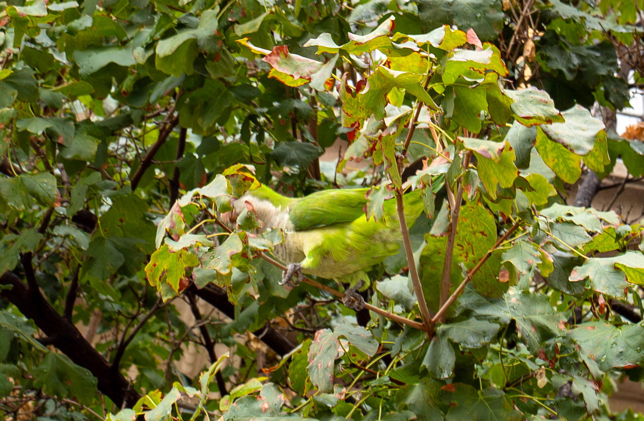 Monk Parakeet - Barcelona 13 Sep 2025
