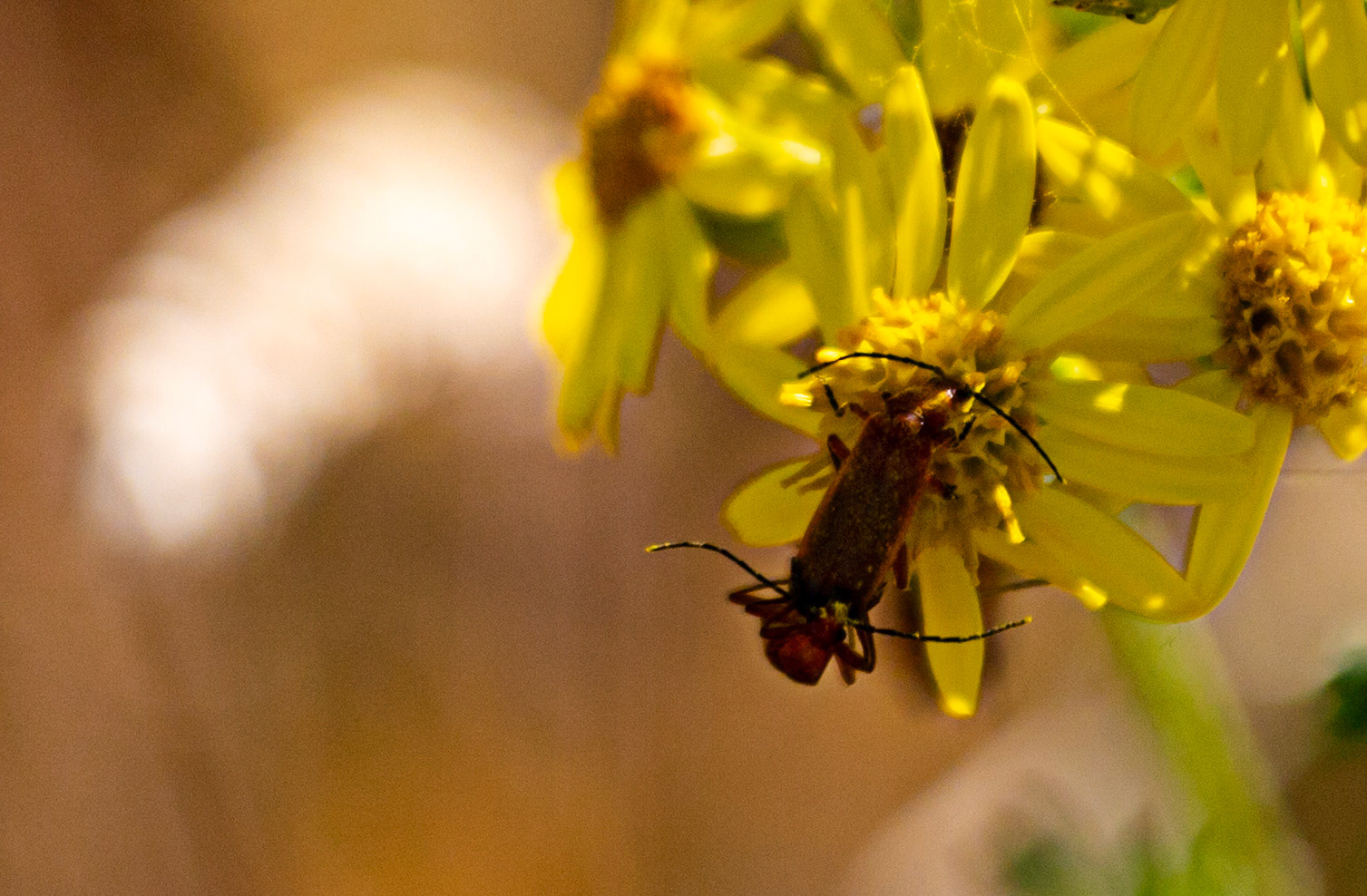 Ventnor Down IOW 15  July 2022