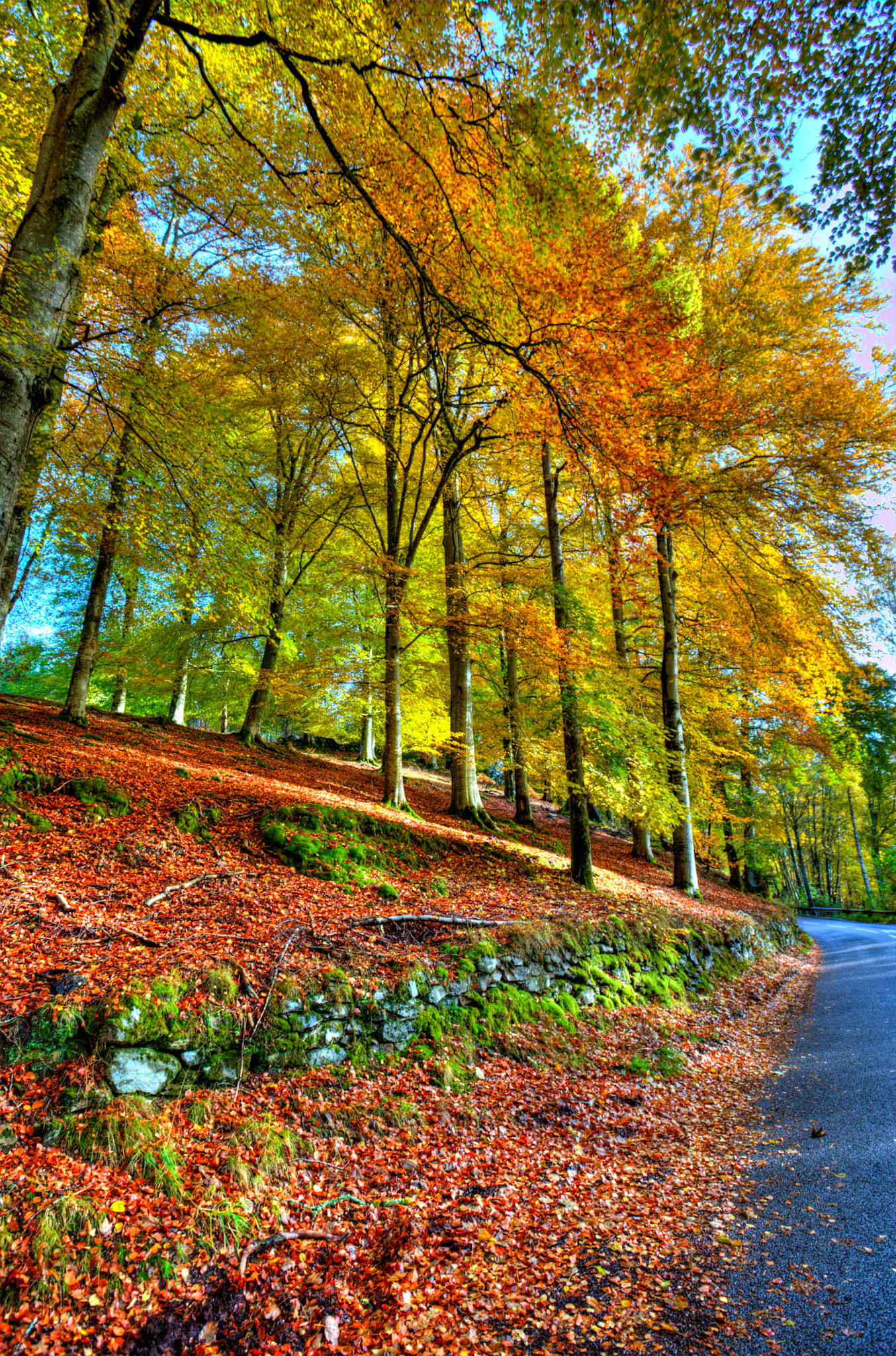 Dunkeld. Autumnal Tour around Perthshire 19 October 2024