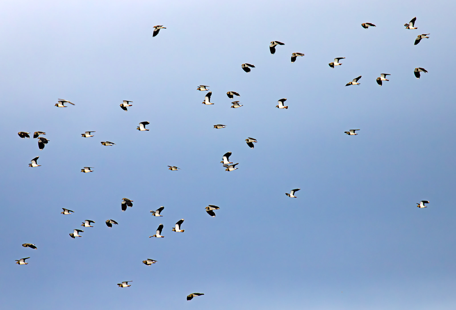 Lapwings - Birthwatching at Cramond 18 October 2024