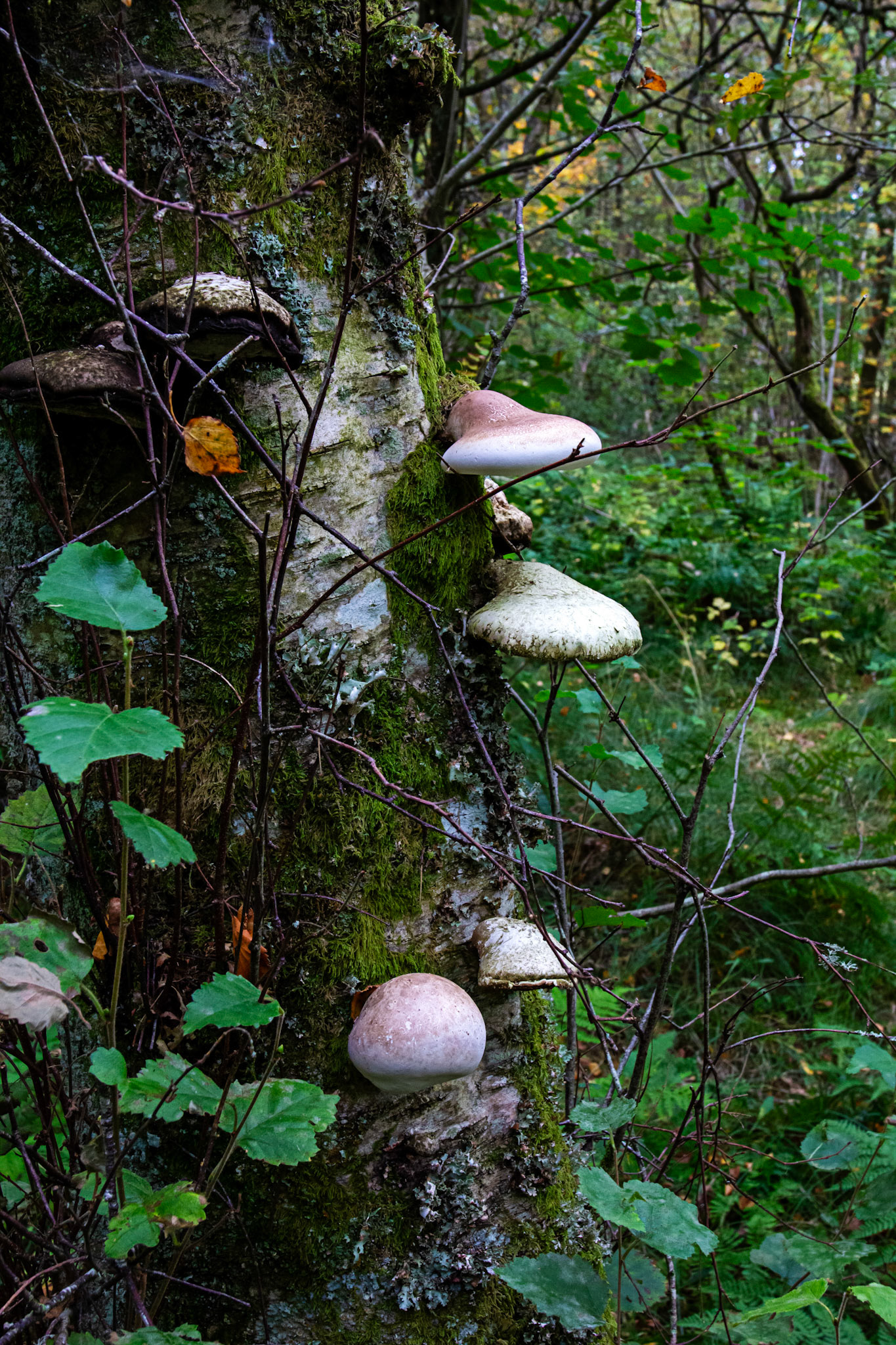 Bavelaw 24 Sept 2025