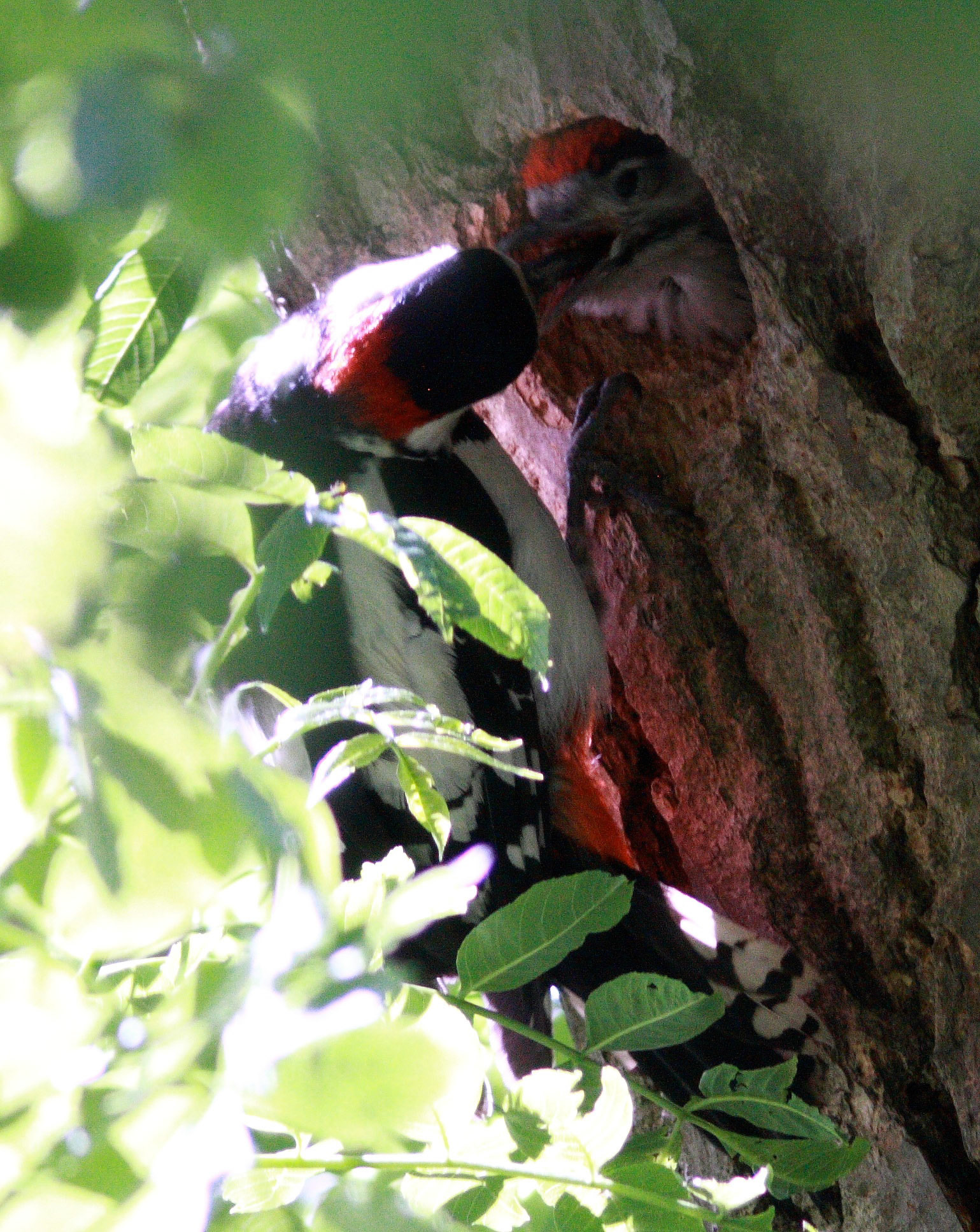 Greater Spotted Woodpecker East Calder Please see my other Photographs at: http://www.jamespdeans.co.uk/