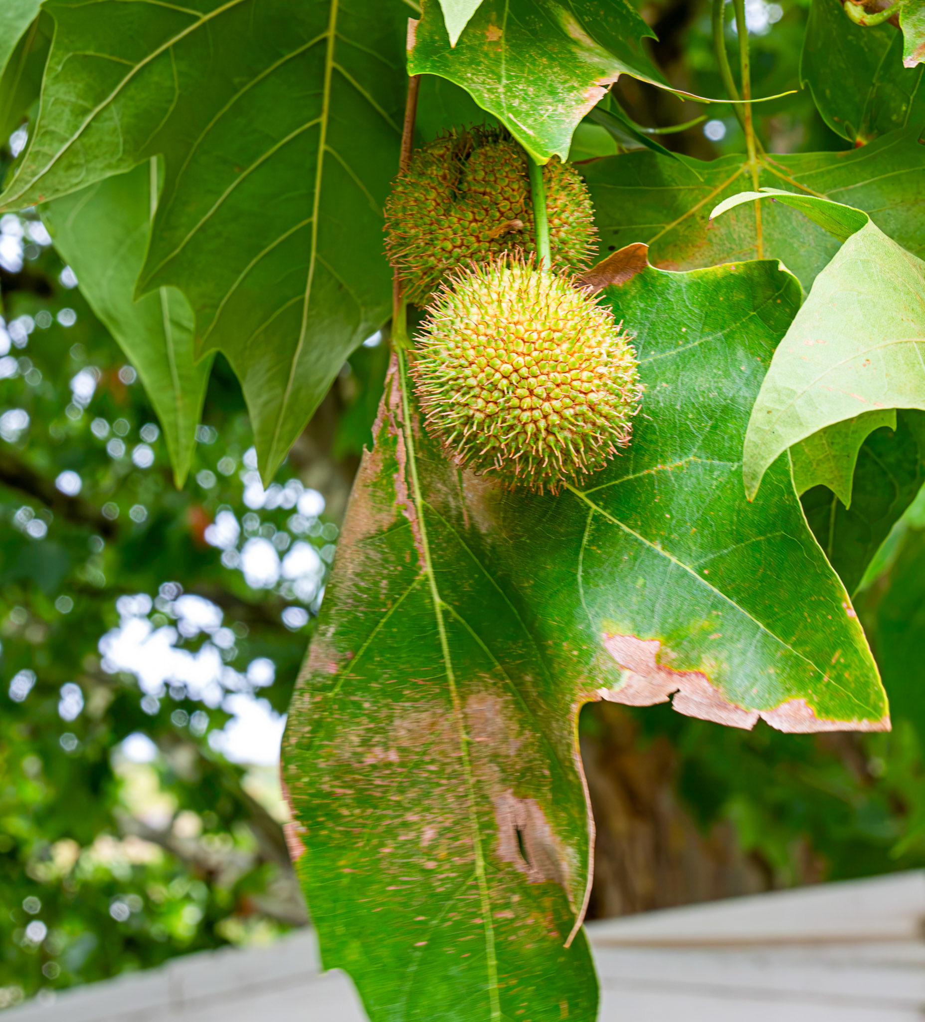 Seed ball of a plane tree - Pinhao 24 August 2026