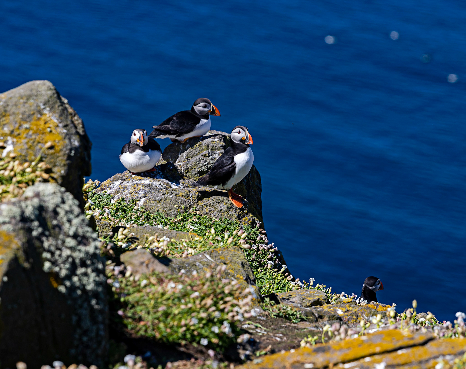 Puffin - Isle of May - 04 June 2022
