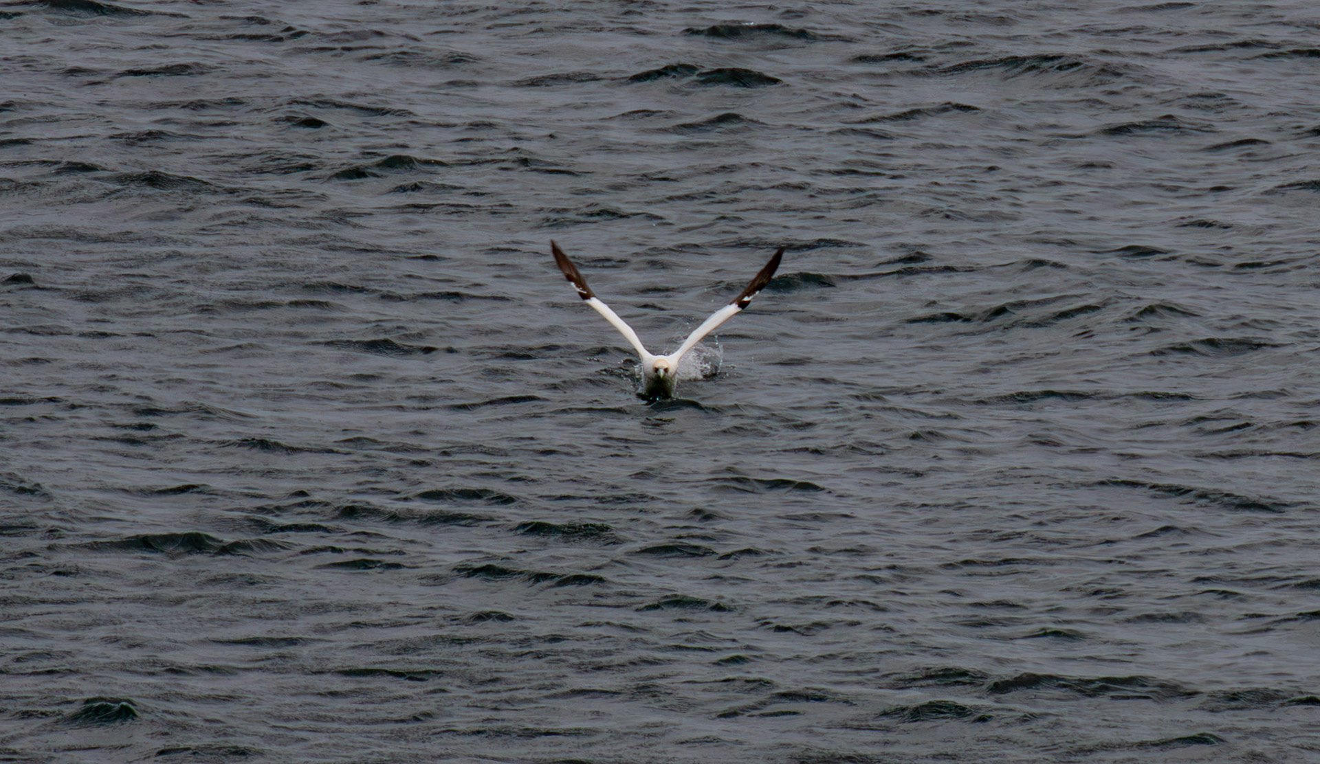 Northern Gannet getting airborne after dive - Tantallon Castle 04 July 2026