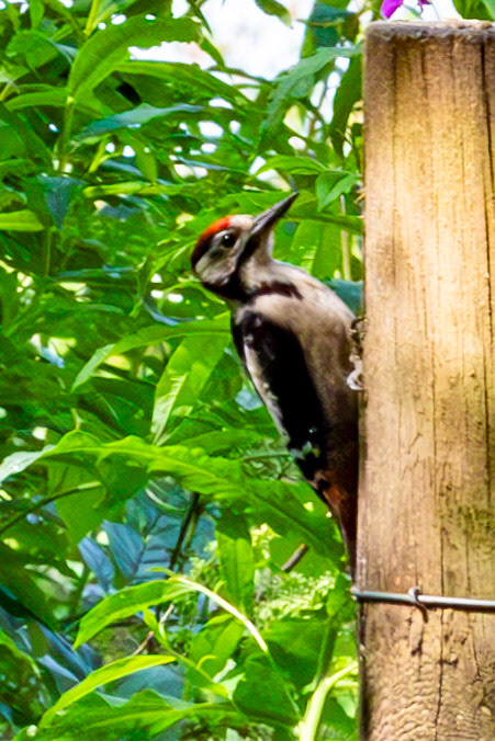 Hermand Birch Wood 31 July 2024