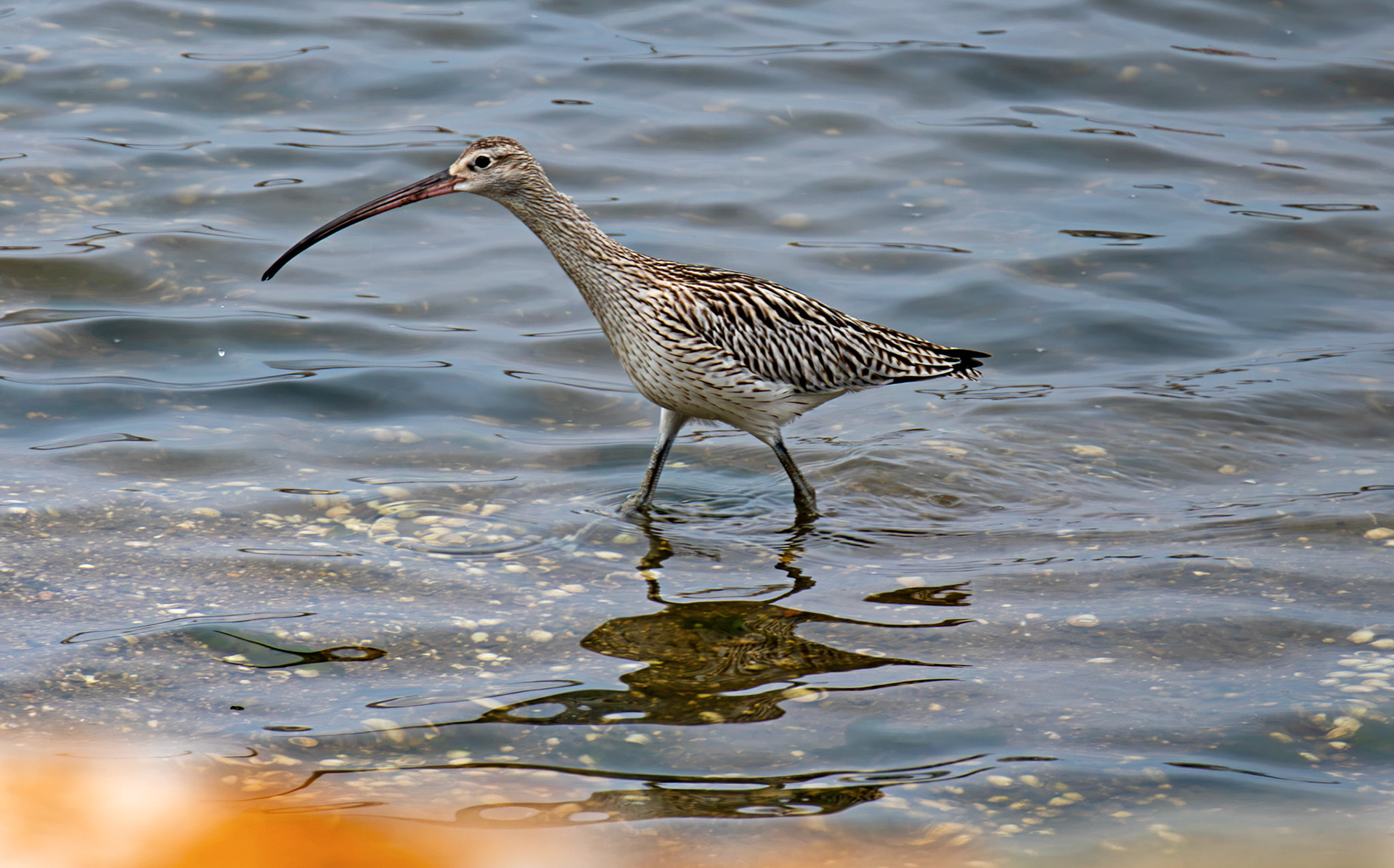 Eurasian Curlew - Reserva Natural do Estuario do Douro 20 August 2026