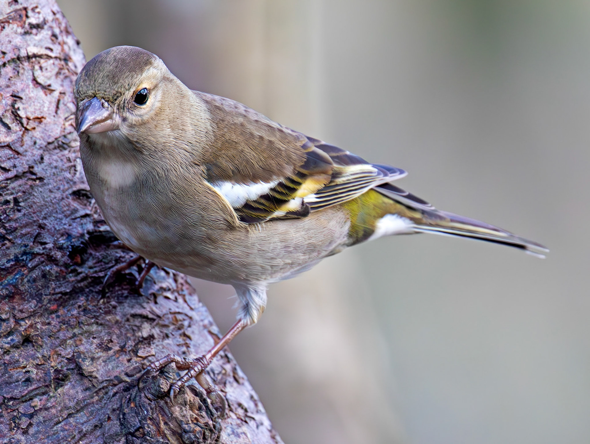 Chaffinch - Bavelaw Marsh 16 January 2026