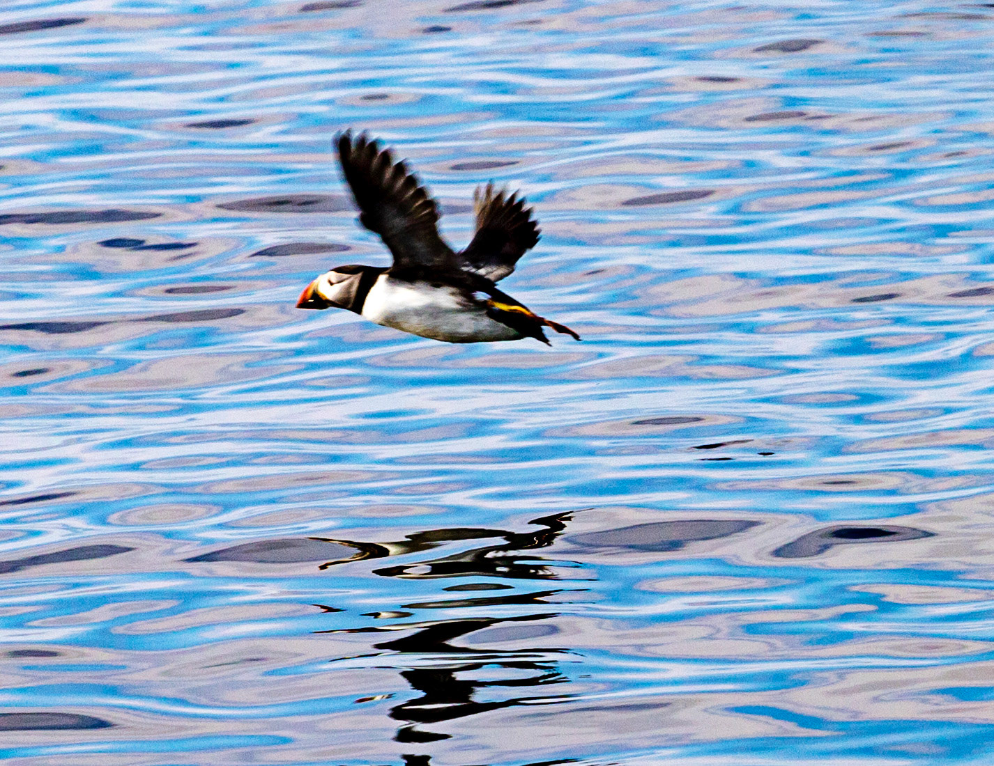 Isle of May - 04 June 2022