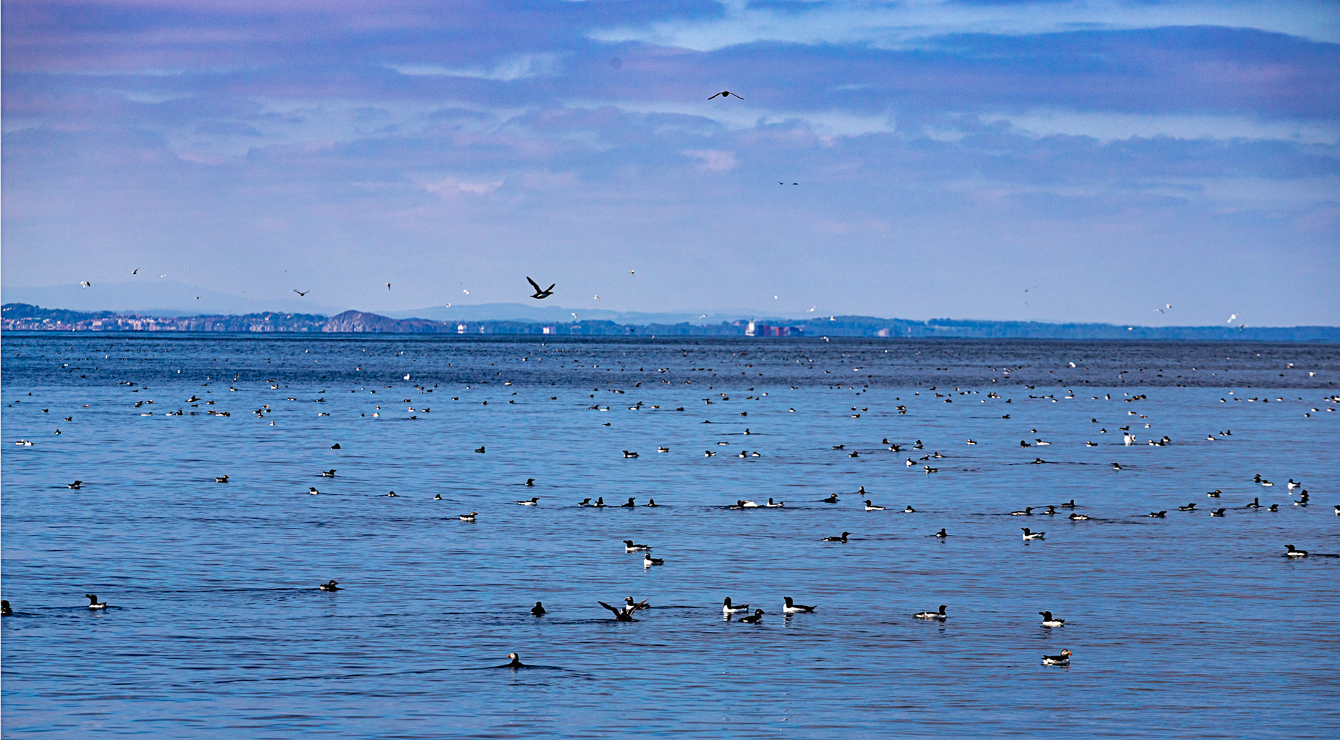 Isle of May - 04 June 2022