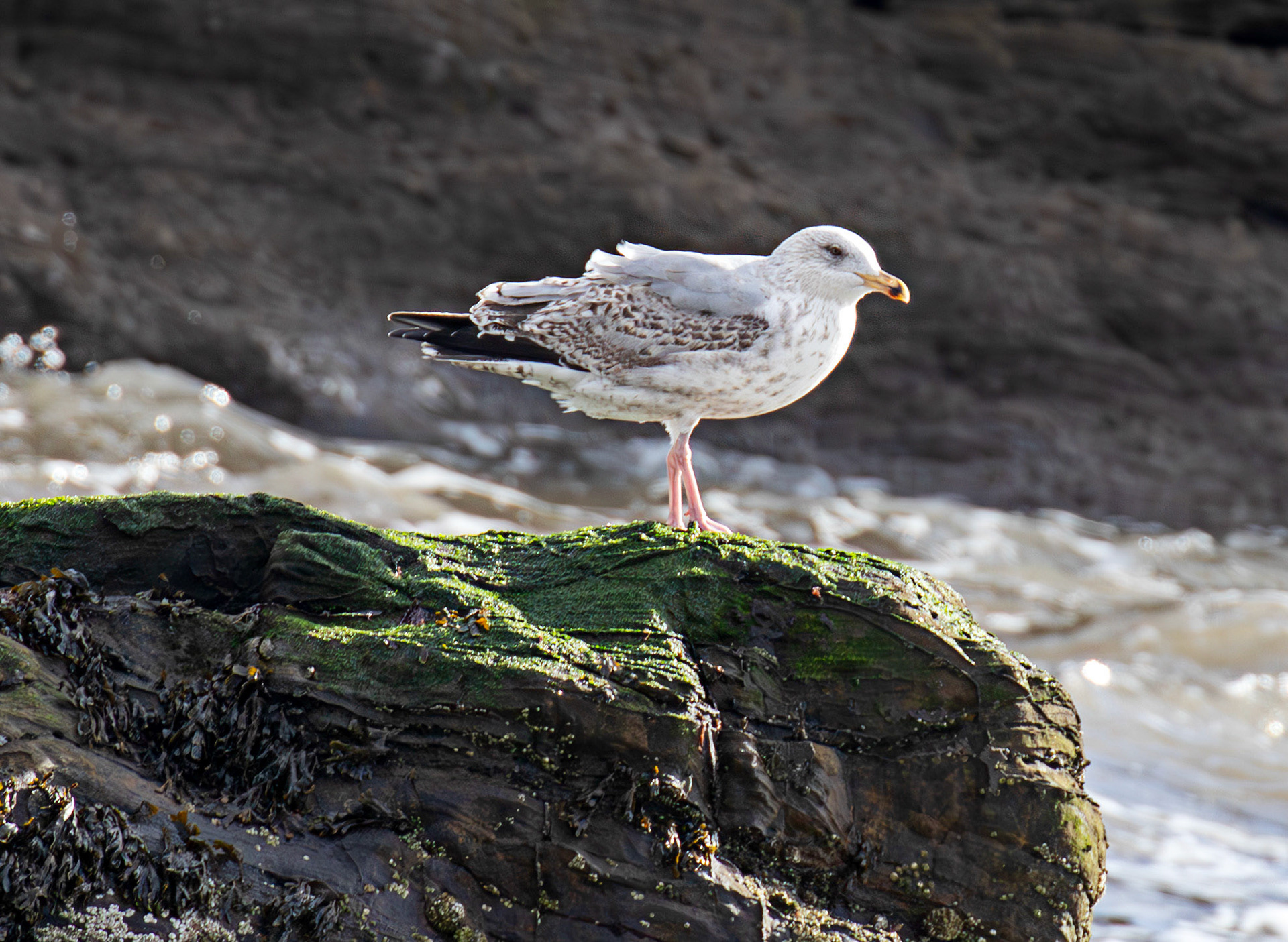 Herring Gull - Dysart - Firth of Forth 22 Feb 2025
