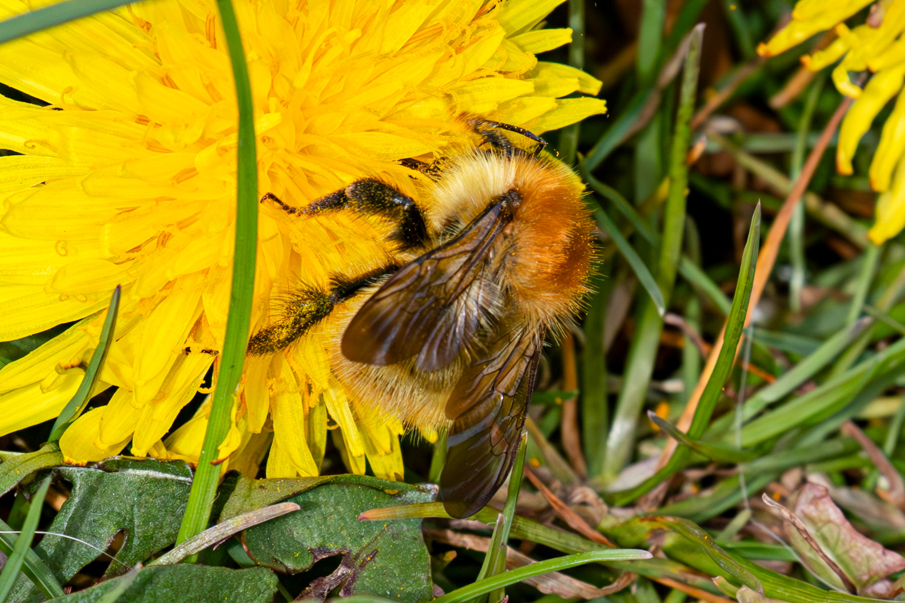 Whitehouse Wood near Kelty 20 April 2025