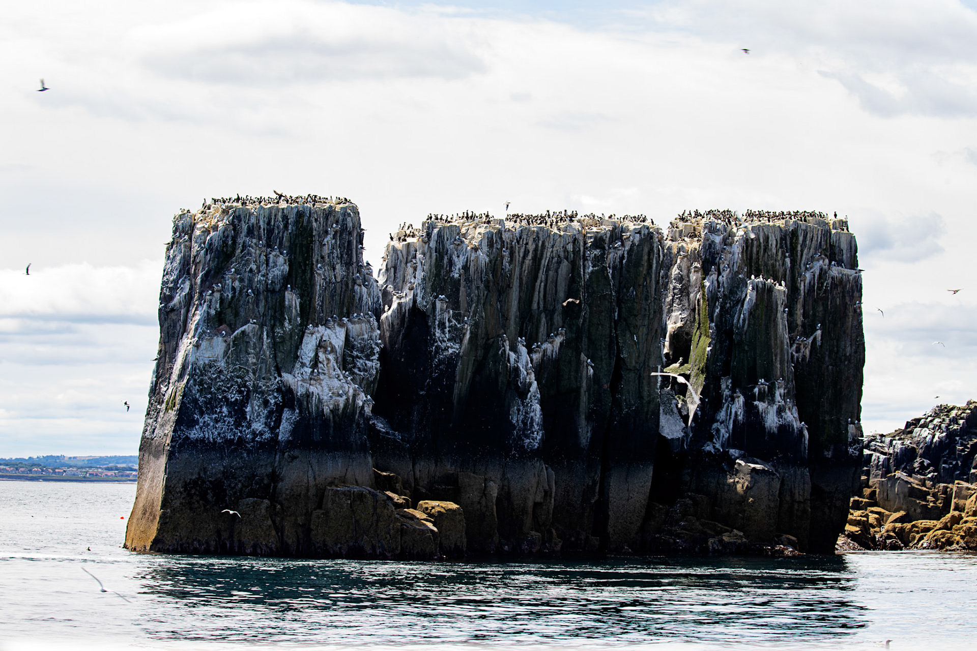 The Pinnacles, Inner Farne - Farne Islands 03 July 2026