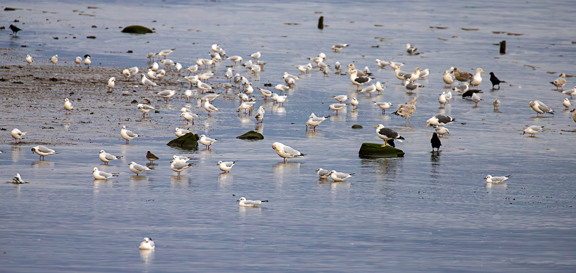 Birds on Cramond Shore 28 December 2024