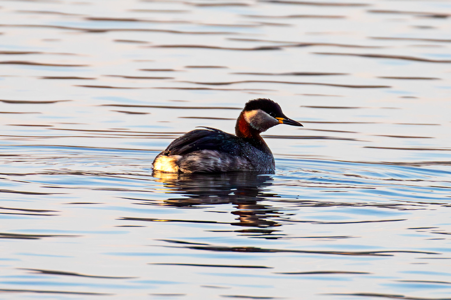 Red Necked Grebe at Hogganfield Loch 19 March 2025