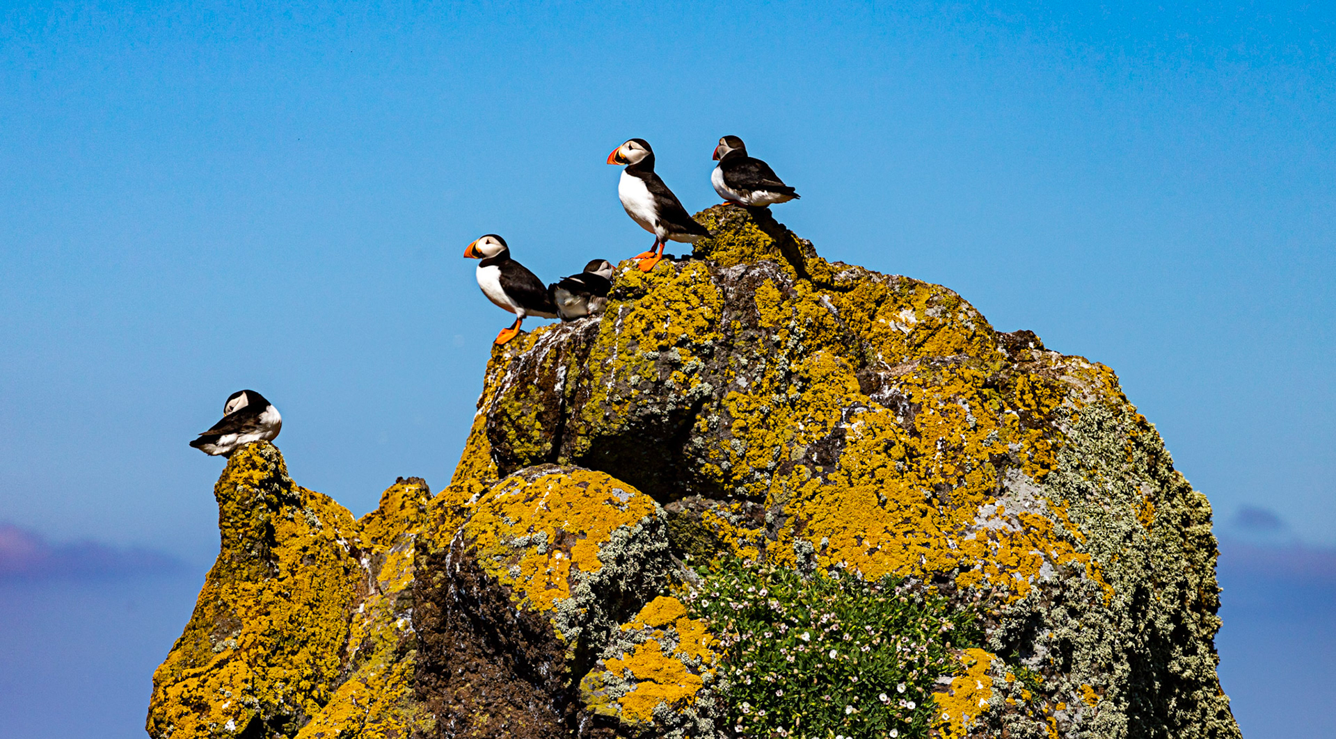Puffin - Isle of May - 04 June 2022