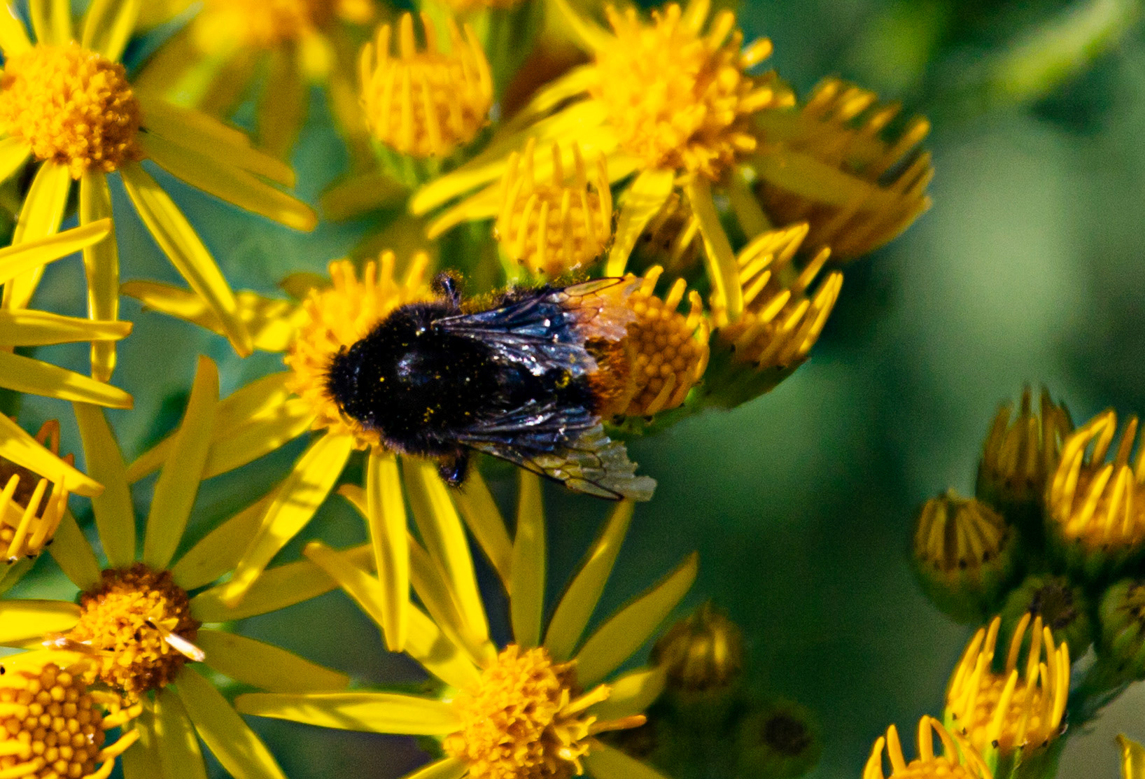 Ventnor Down IOW 15  July 2022