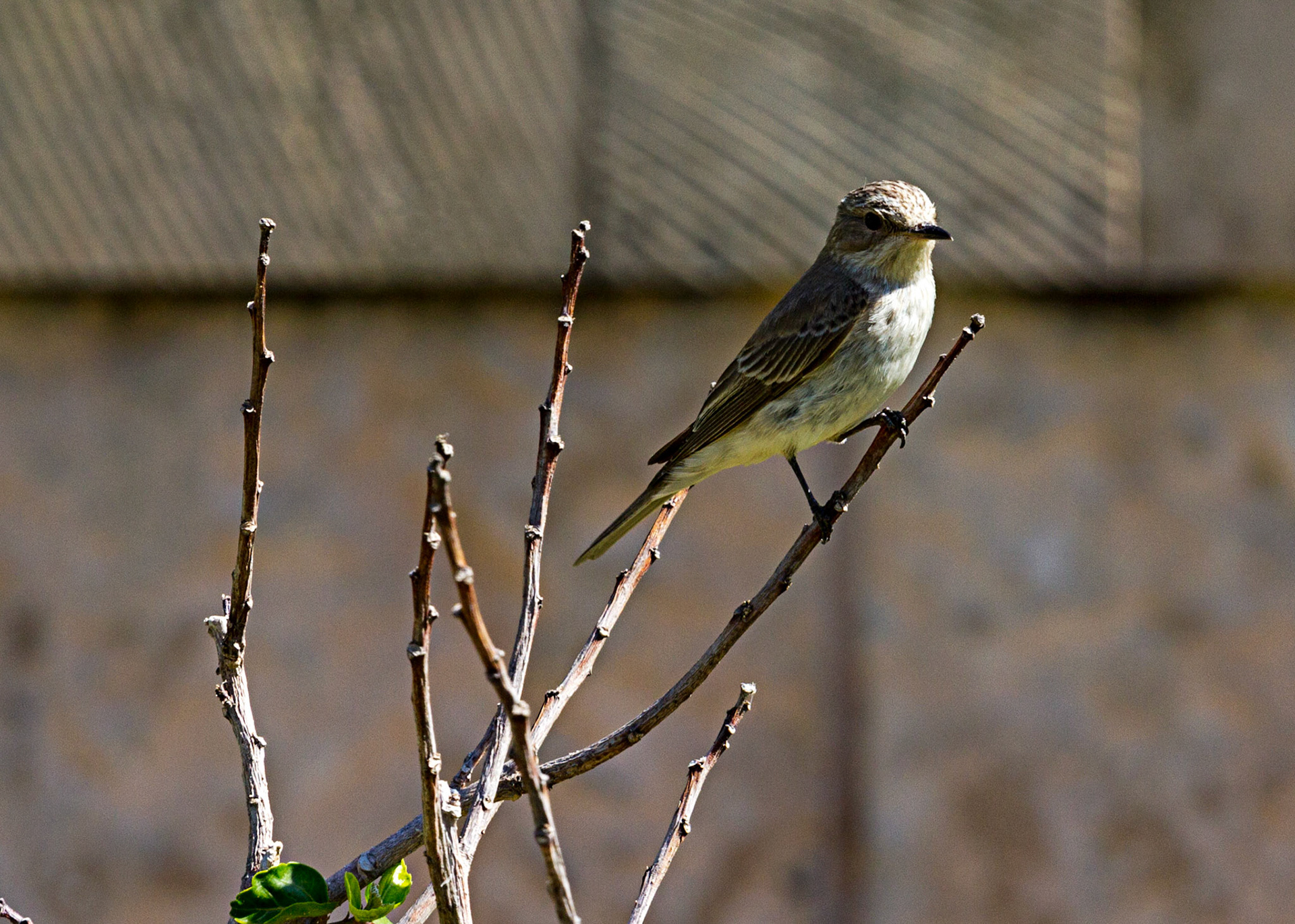 Spotted Flycatcher - Colonia de Sant Jordi, Mallorca, SpainPlease see my other Photographs at: www.jamespdeans.co.uk