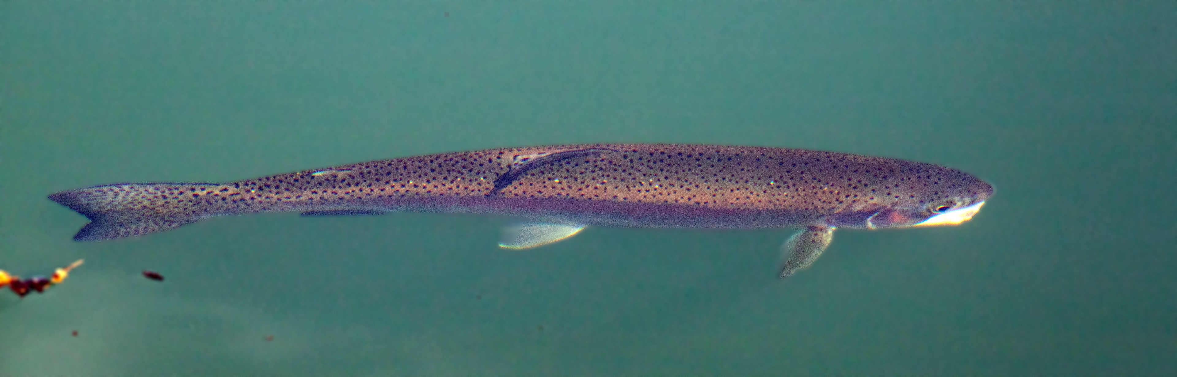 Kinross Fishery 11 May 2024