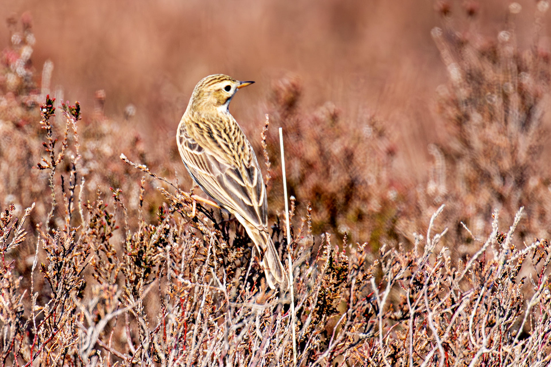 Meadow Pipit: Lammermuir Hills at Faseny Bridge.