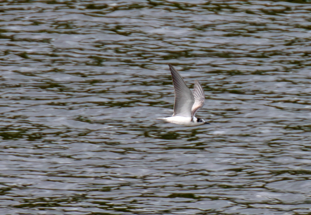 Black Tern (Chlidonias niger) - Peso da Régua 25 August 2026
