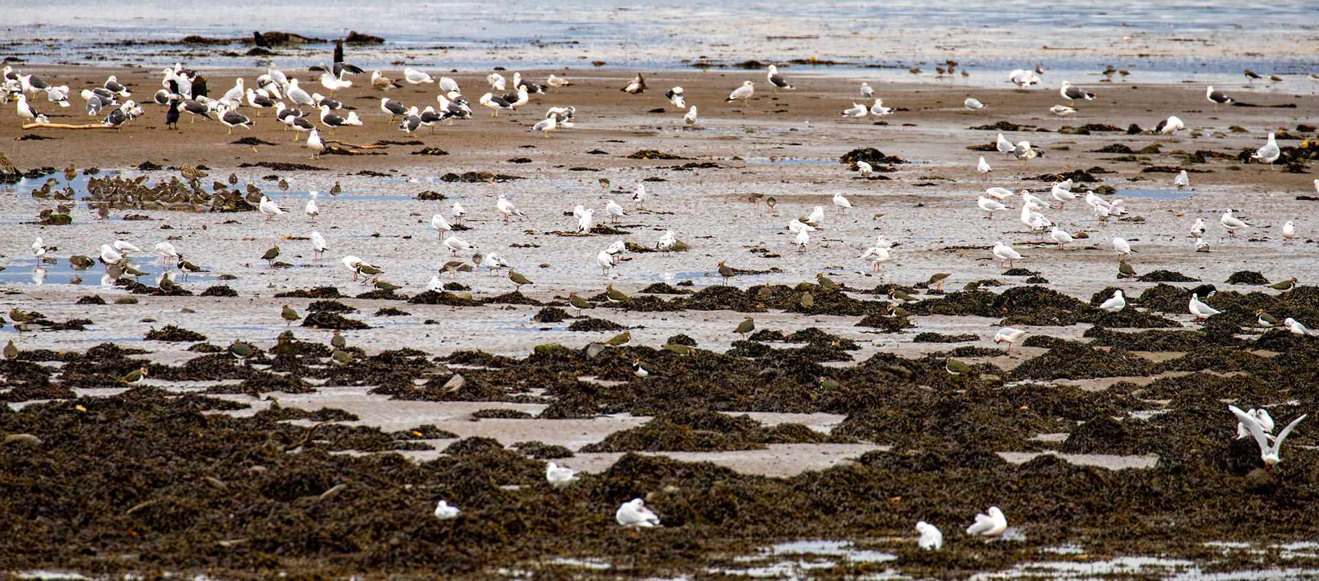 Birthwatching at Cramond 18 October 2024 - Bar Tailed Godwit, Curlew, Herring Gull, Lesser Black-Backed Gull, Black-headed Gull, Lapwing, carrion crow, greenshank