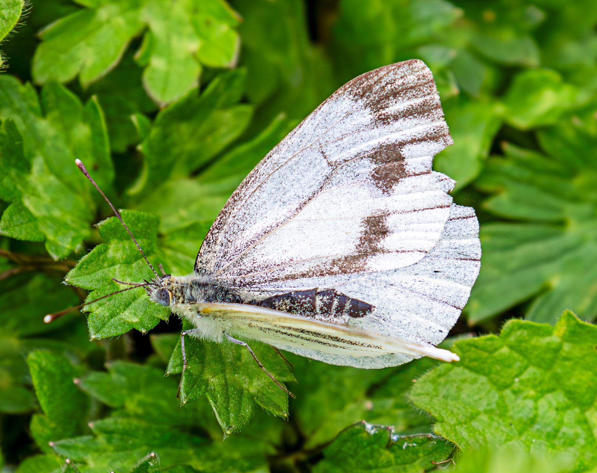 Green-veined White butterfly - Old Alresford 25 July 2025