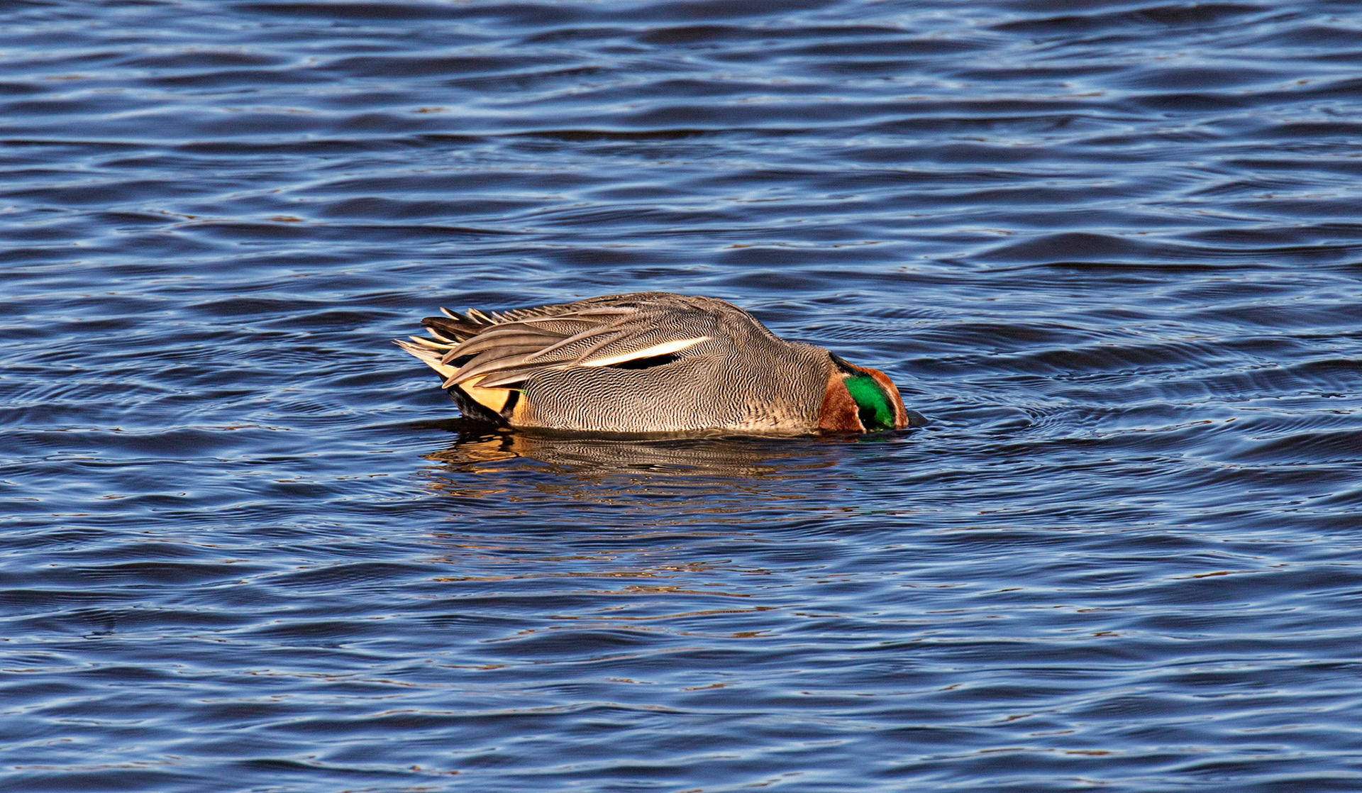 Teal at Titchfield Haven 02 January 2025