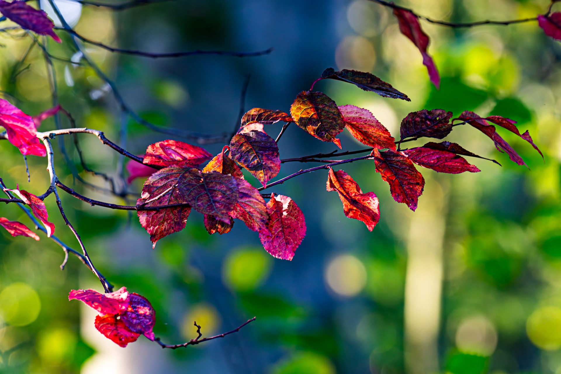 Almondell at East Calder 27 October 2025