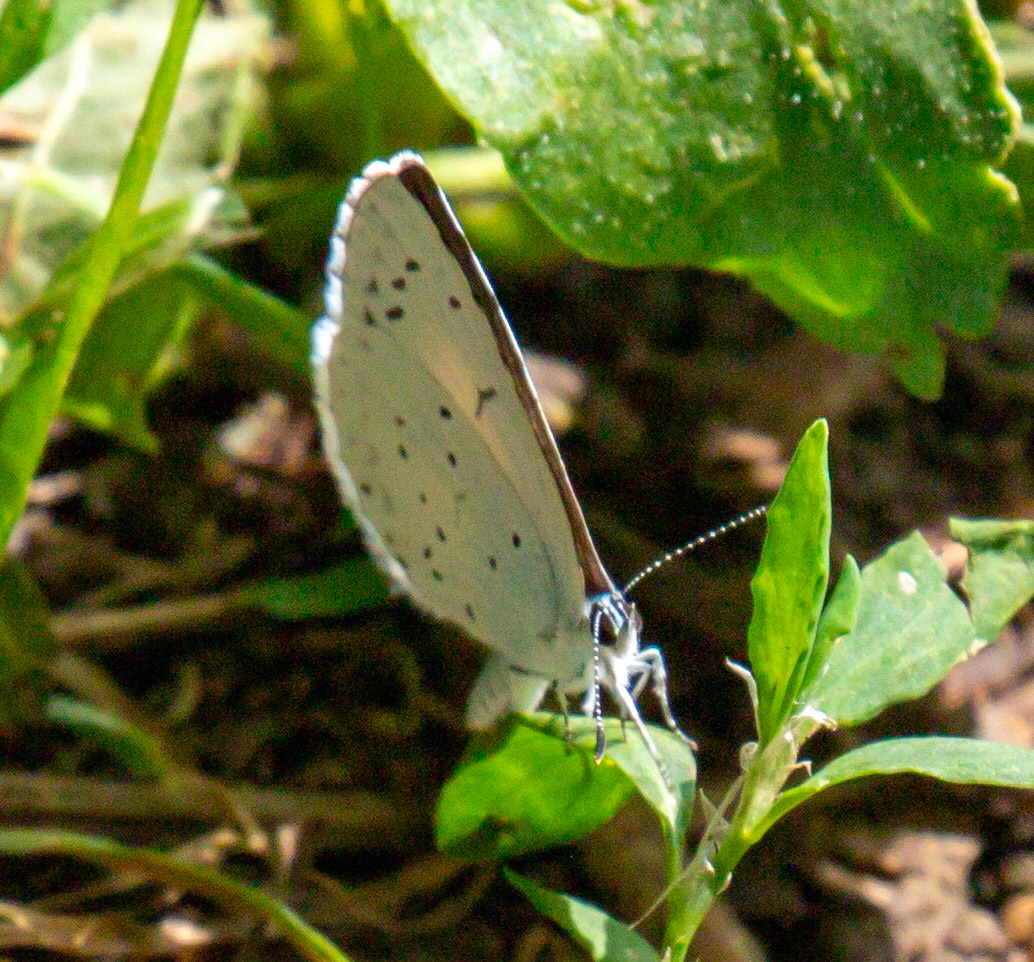 Holly Blue (Celastrina argiolus) Walk Thames Path MArlow to Bourne End 06 August 2025