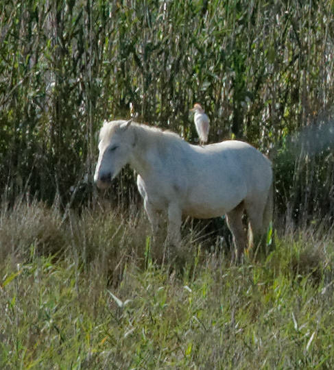 Parc Natural de s'Albufera de MallorcaPlease see my other Photographs at: www.jamespdeans.co.uk