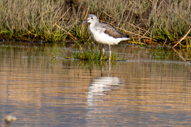 Greenshank - Higgins Neuk 23 Oct 2024
