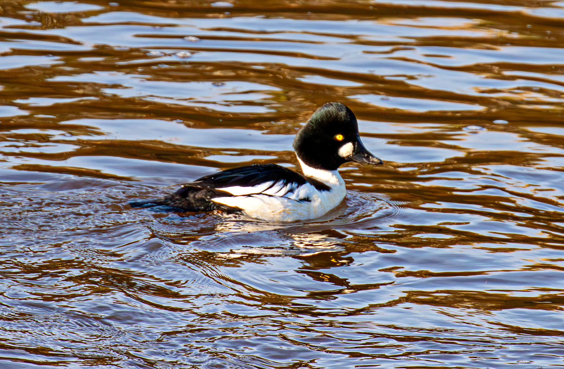 Goldeneye, River Esk Musselburgh 18 November 2024