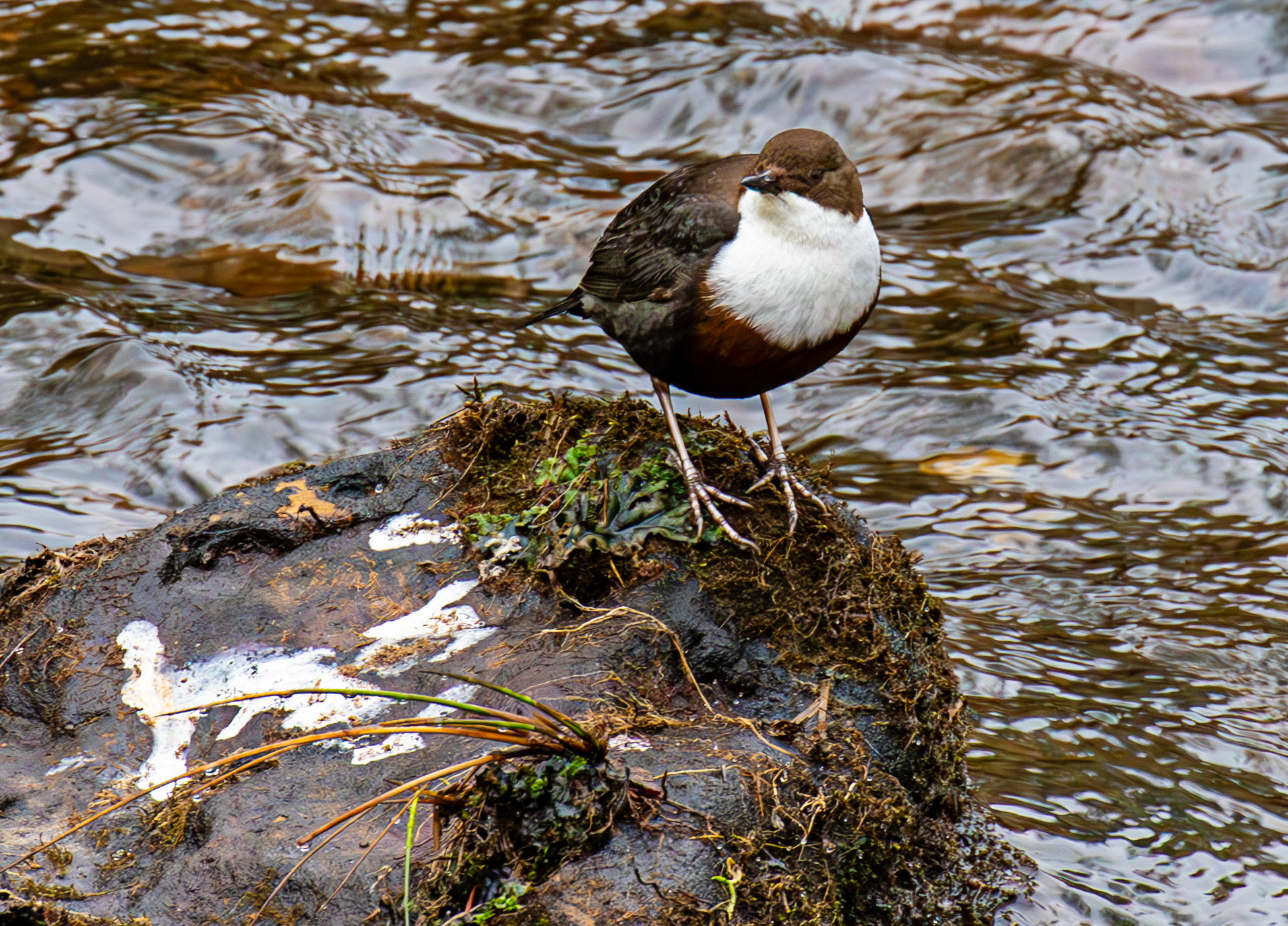 Dipper at Penicuik House 22 Jan 2025 - He had just been singing midstream.