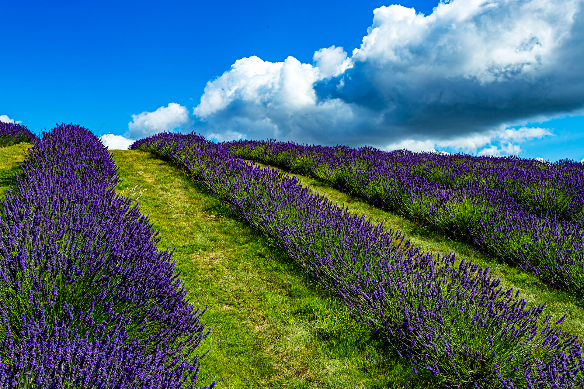 I spent an amazing few hours at Scottish Lavender Oils. They are so dedicated to nature and not to profit!