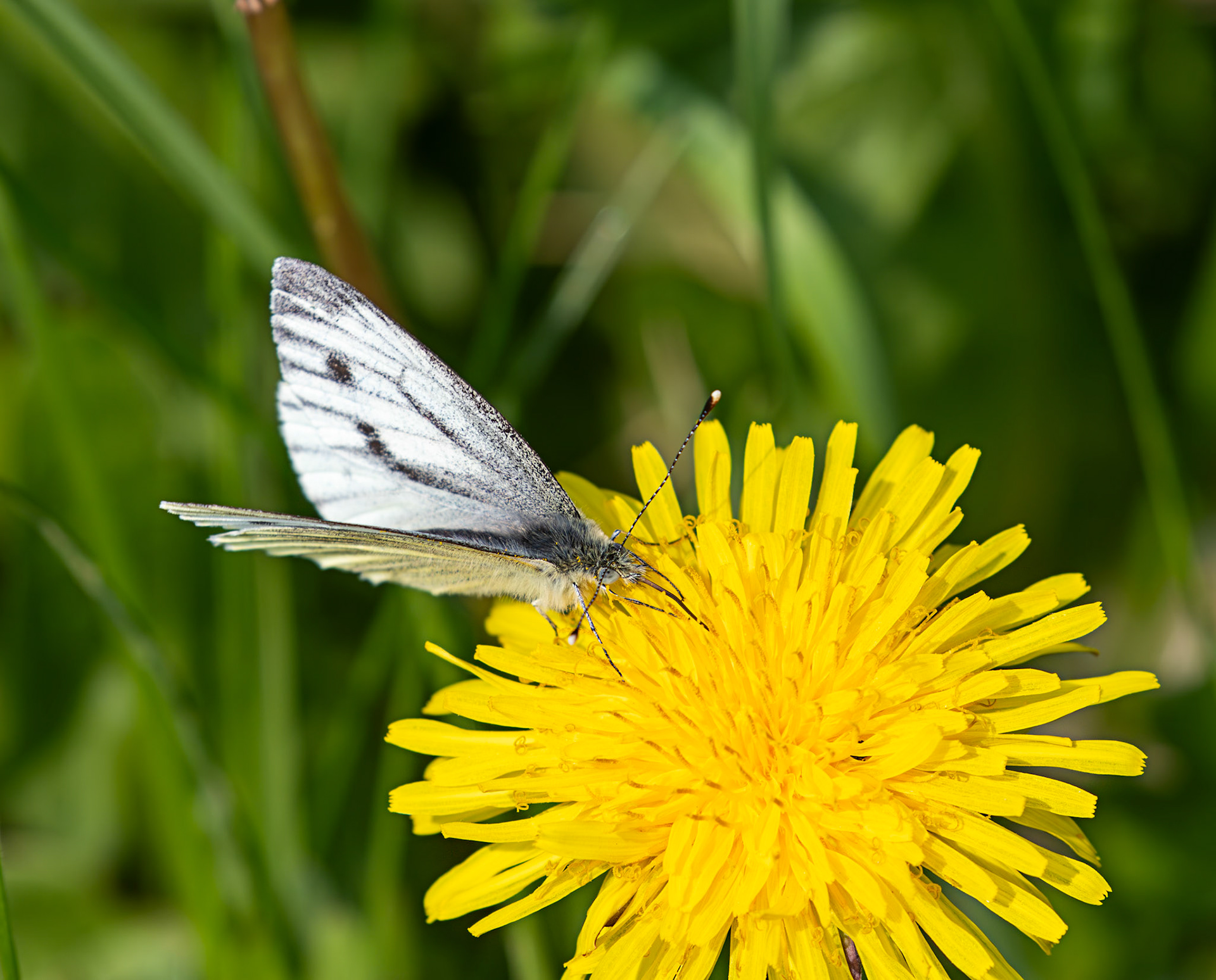 Green Veined White (Pieris napi) - Black Devon Wetlands RSPB 12 May 2025