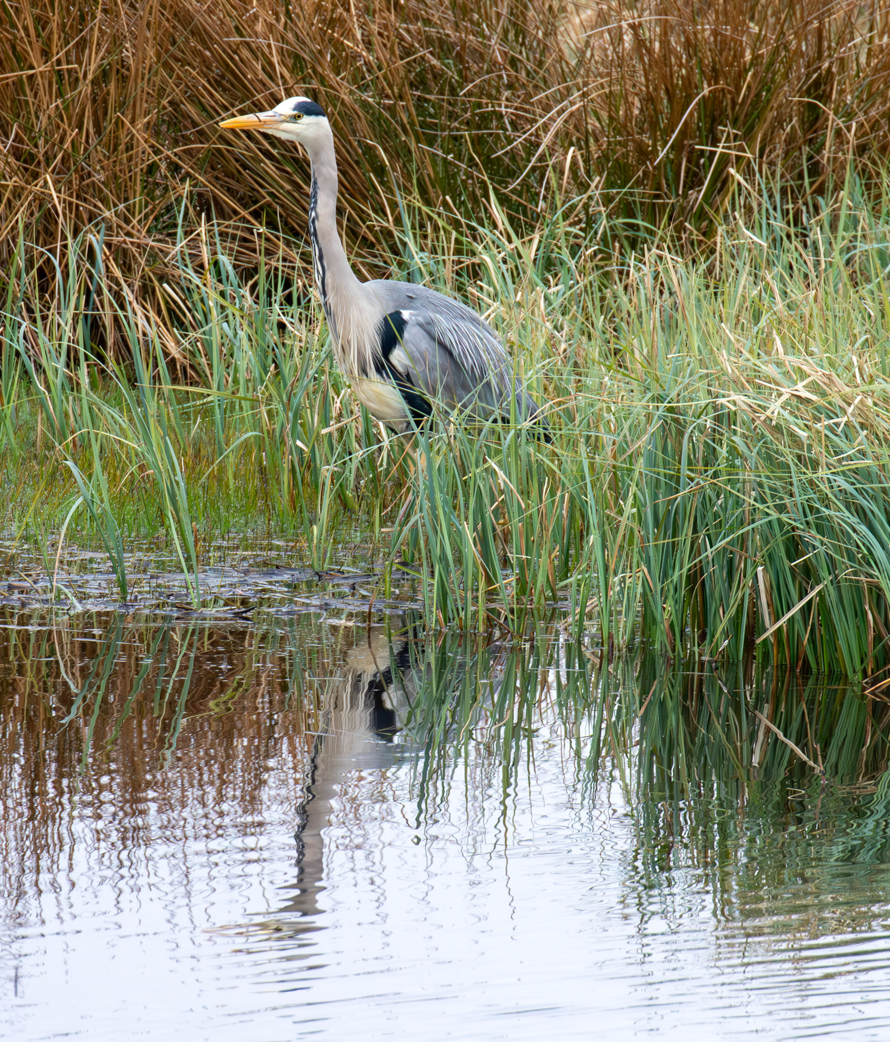 Grey Heron at Harperrig Reservoir 18 April 2025