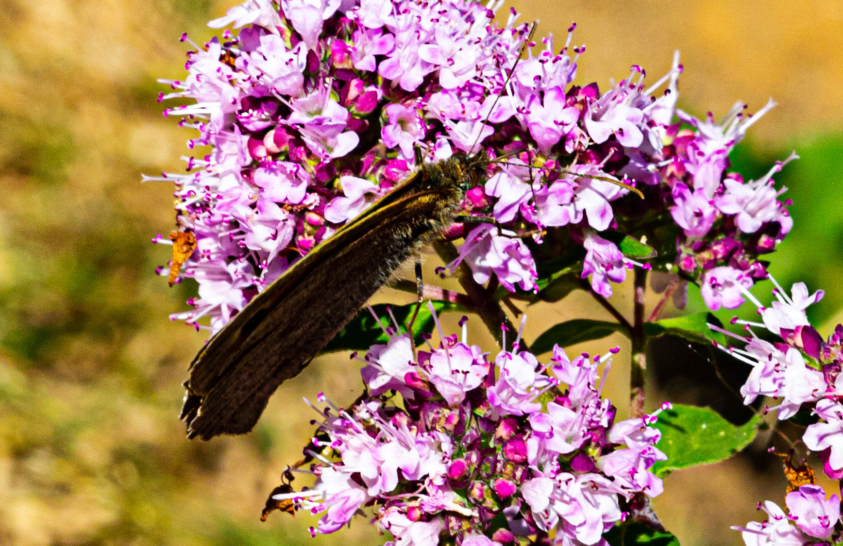 Mottistone IOW 16 July 2022