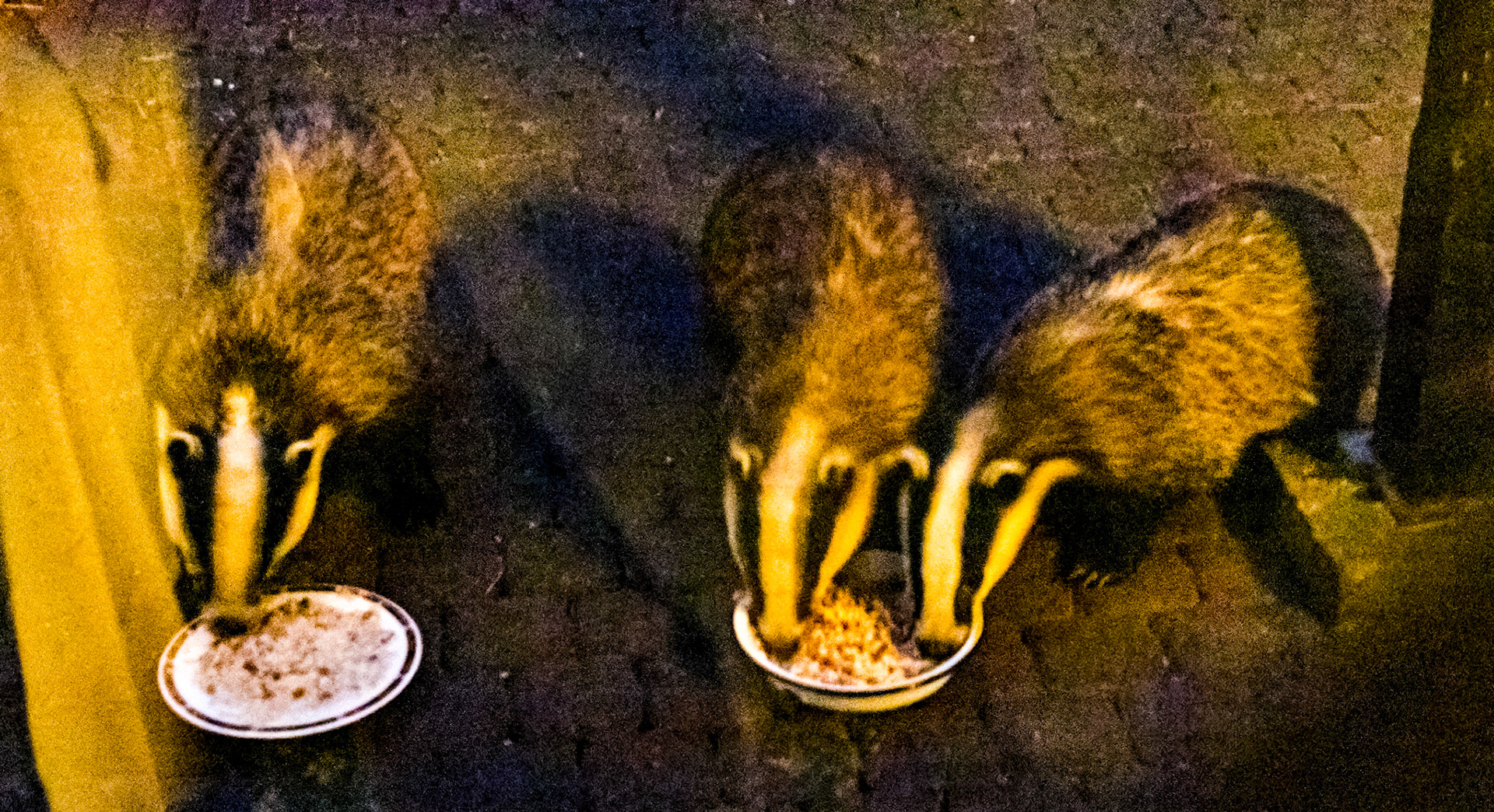 Badgers at Rylstone Manor 13 July 2022