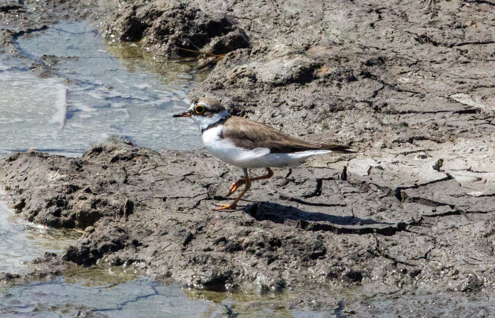 Parc Natural de s'Albufera de MallorcaPlease see my other Photographs at: www.jamespdeans.co.uk