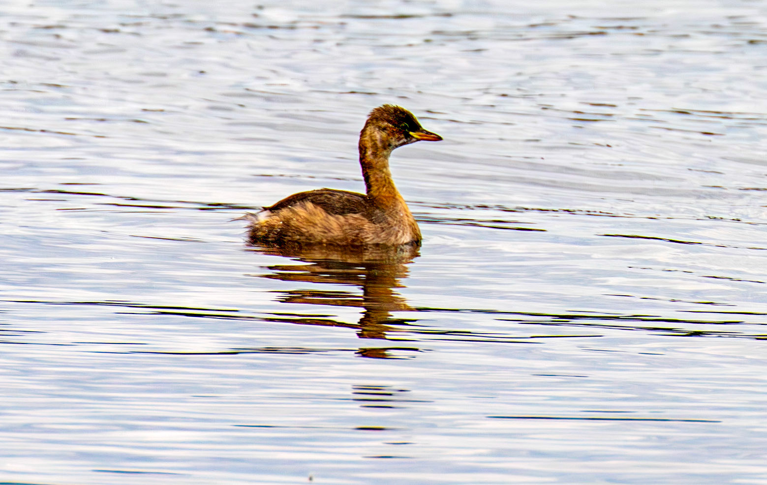 Little Grebe at Draycote Water 20 July 2025