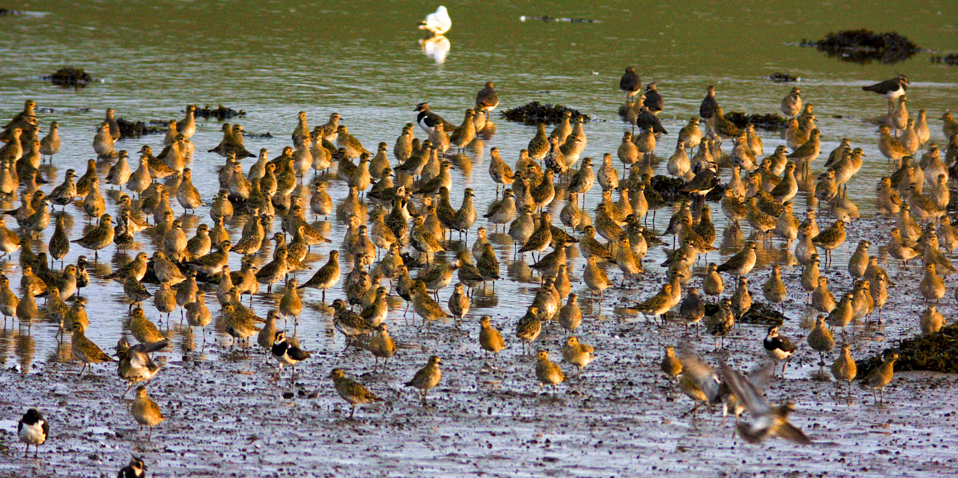 Newburgh, AberdeenshirePlease see my other Photographs at: http://www.jamespdeans.co.uk/
